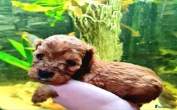 Cockapoo dogs for sale: 🐶🐾PLEASE READ THE FULL ADVERT🐾🐶 - Image 16
