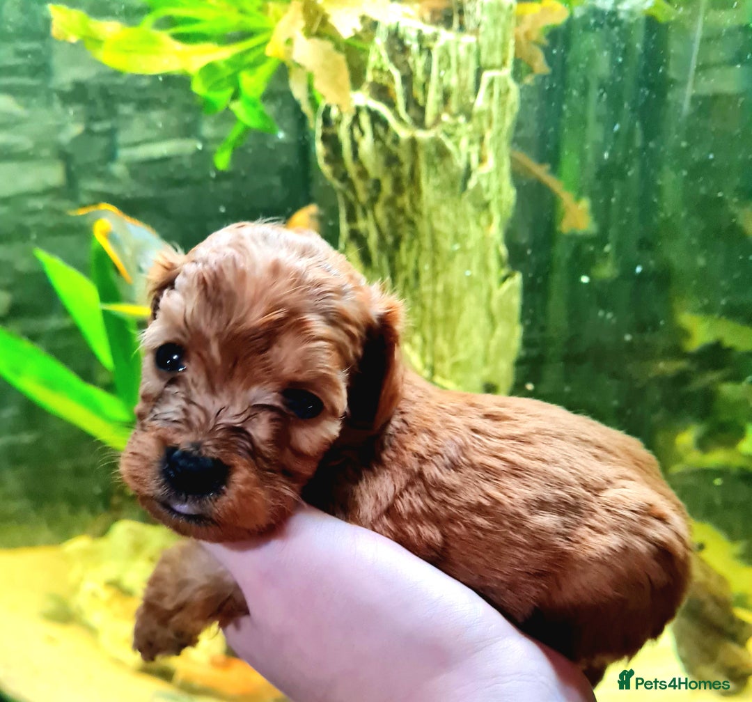 Cockapoo dogs for sale: 🐶🐾PLEASE READ THE FULL ADVERT🐾🐶 - Image 16
