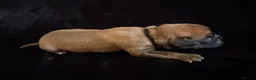 Boxer dogs for sale: Boxer - Advert 17