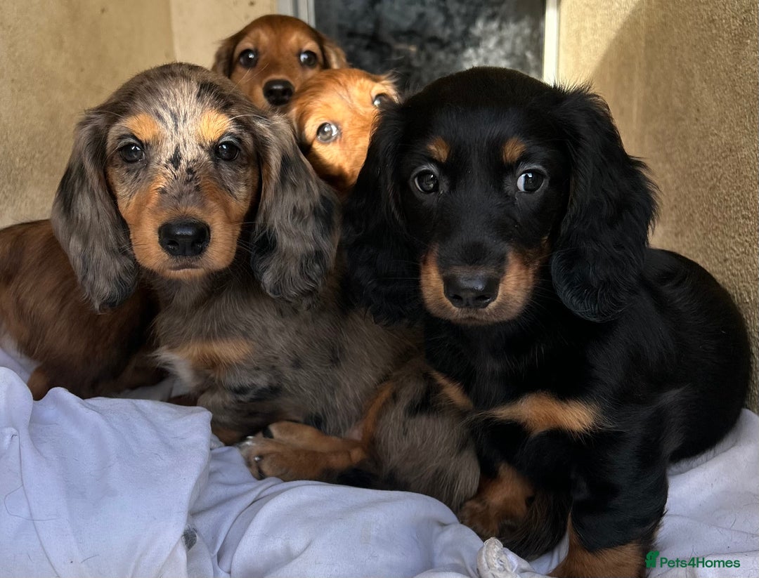 Dachshund dogs for sale: KC REG LONG HAIRED DAPPLED STANDARD  - Image 4