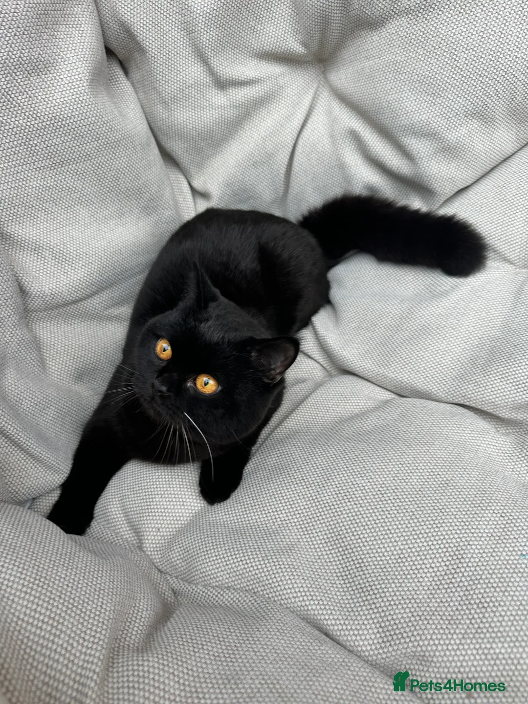 British Shorthair cats for sale: British Shorthair Chunky kittens - Advert 24