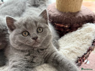 Scottish Fold cats LAST Scottish straight girl left - Advert 7