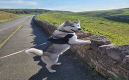 Siberian Husky dogs for stud: Siberian Husky (Bim) for stud. - Image 12