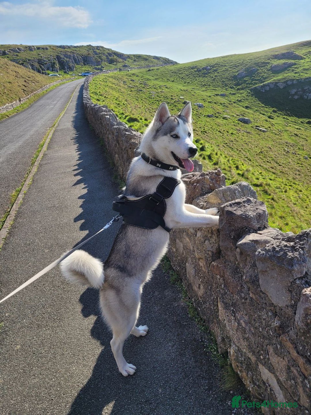 Siberian Husky dogs for stud: Siberian Husky (Bim) for stud. - Image 12