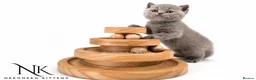 British Shorthair cats for sale: 10 Week old GCCF REG BSH KITTENS  - Advert 27