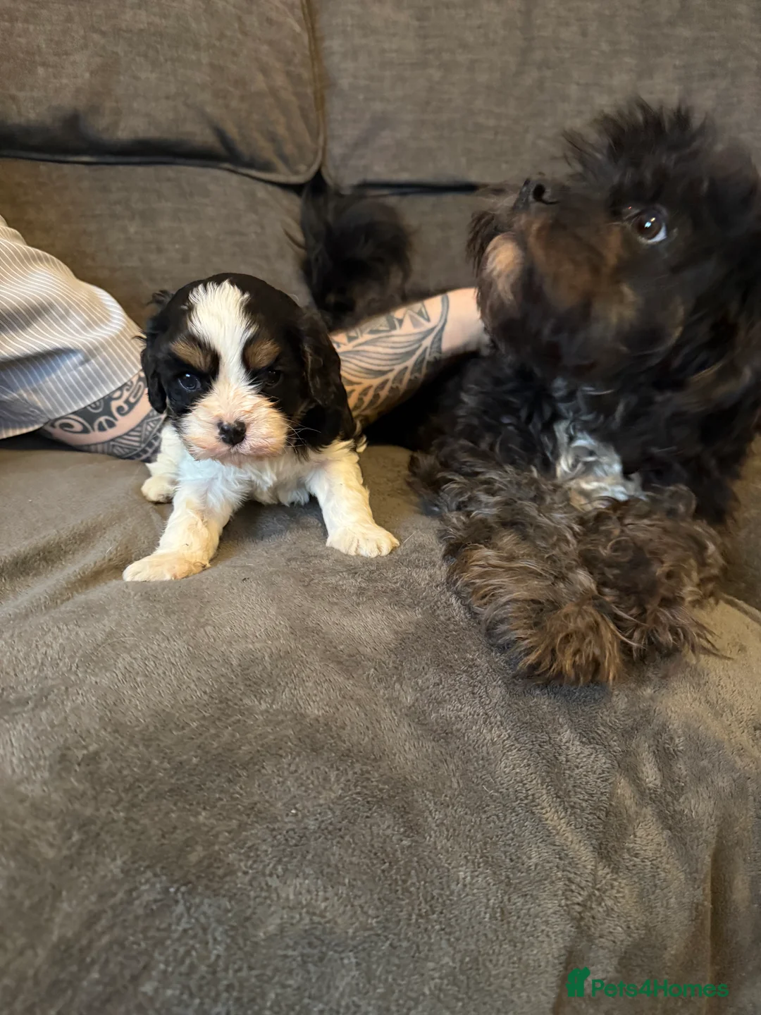 Cavapoo dogs for sale: Puppy - Advert 4