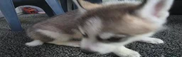 Huskita dogs for sale: huskita/siberian husky puppies - Advert 25