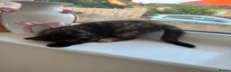 Mixed Breed cats for sale: Tortoise Female Kitten  - Advert 34