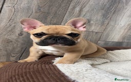 French Bulldog dogs for sale: KC, standard colours French Bulldog puppies🐾 - Image 3