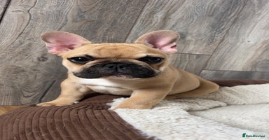 French Bulldog dogs - Advert 4