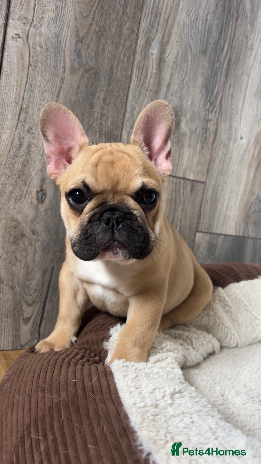 French Bulldog dogs for sale: KC, standard colours French Bulldog puppies🐾 - Image 3