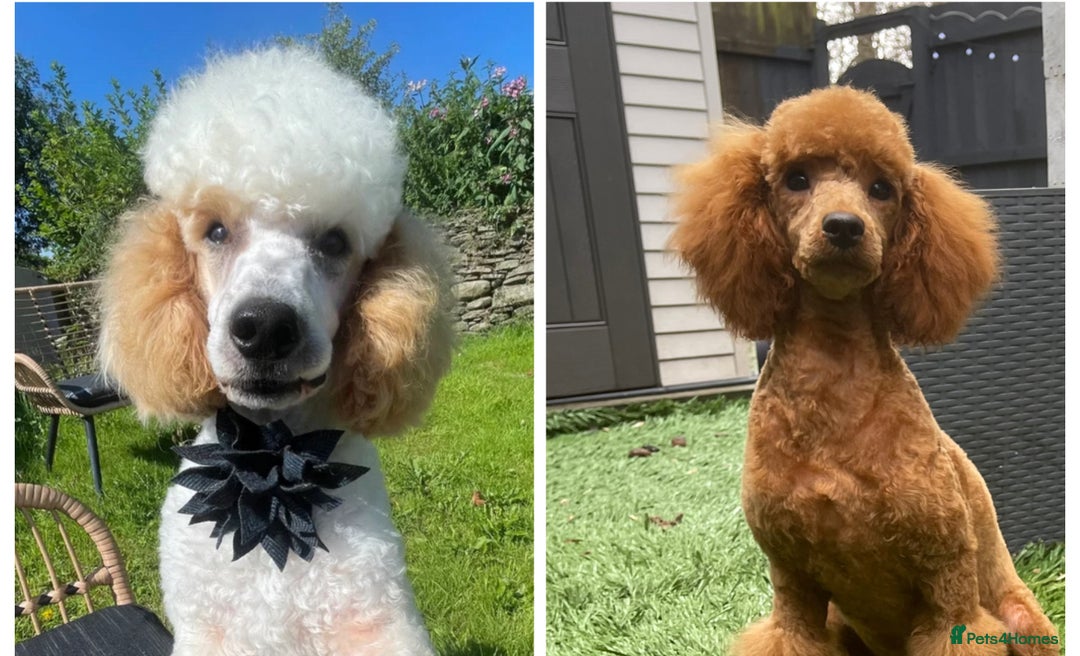 Miniature Poodle dogs for sale: We’re expecting parti paws. Fully dna & health  - Advert 1
