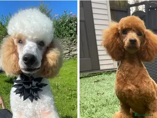 Miniature Poodle dogs 4 beautiful abstract boys available. - Advert 15