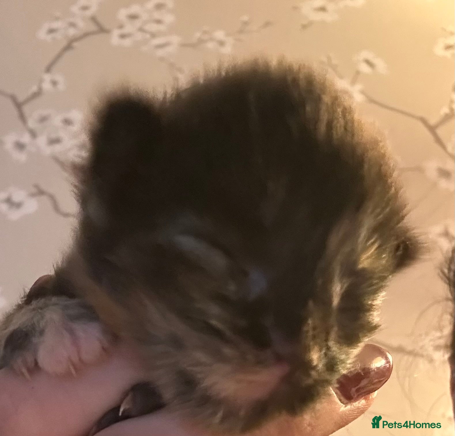 Ragcoon cats 4 stunning kittens ready for their new home  in Liverpool - Advert 1