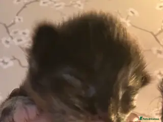 Ragcoon cats 4 stunning kittens ready for their new home in Liverpool - Advert 1