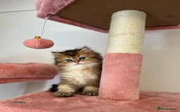 British Longhair cats for sale: Looking for a new family!!!!  - Image 3