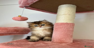 British Longhair cats - Advert 5