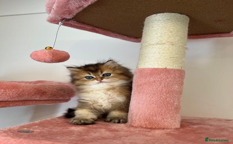 British Longhair cats - Advert 4