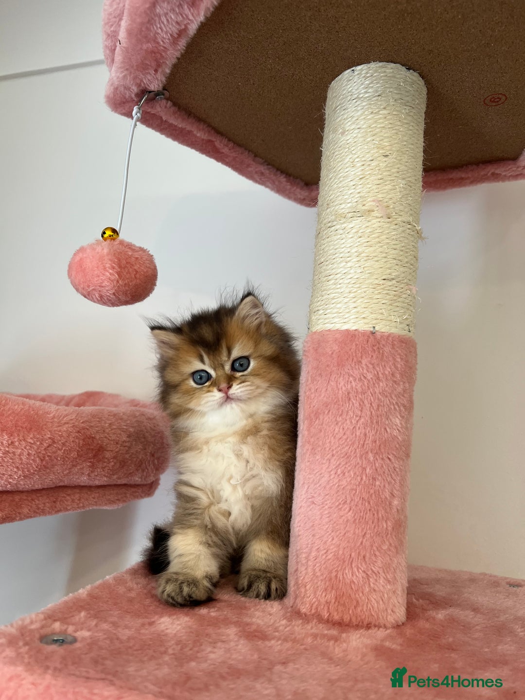 British Longhair cats for sale: Looking for a new family!!!!  - Image 3