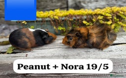 Guinea Pig rodents for sale: Baby guinea pigs available now. Sheffield. - Image 19