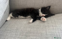 Maine Coon cats for sale: 4 very fluffy kittens - Image 1