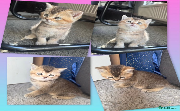 British Shorthair cats - Advert 15