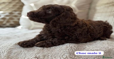 Cockapoo dogs - Advert 8