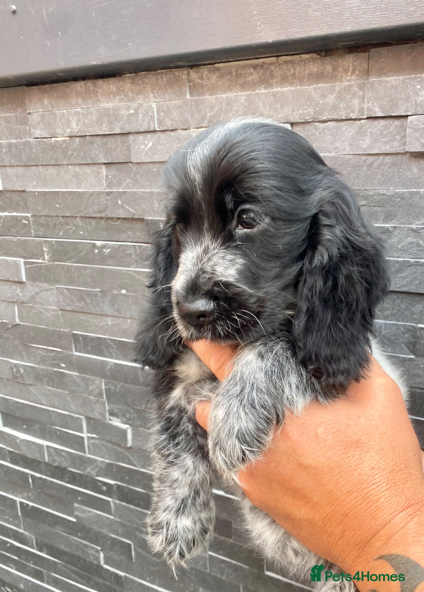Cocker Spaniel dogs Pedigree Show cocker spaniels READY TO GO  - Advert 5