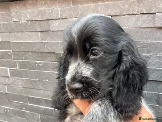 Cocker Spaniel dogs Pedigree Show cocker spaniels READY TO GO - Advert 5