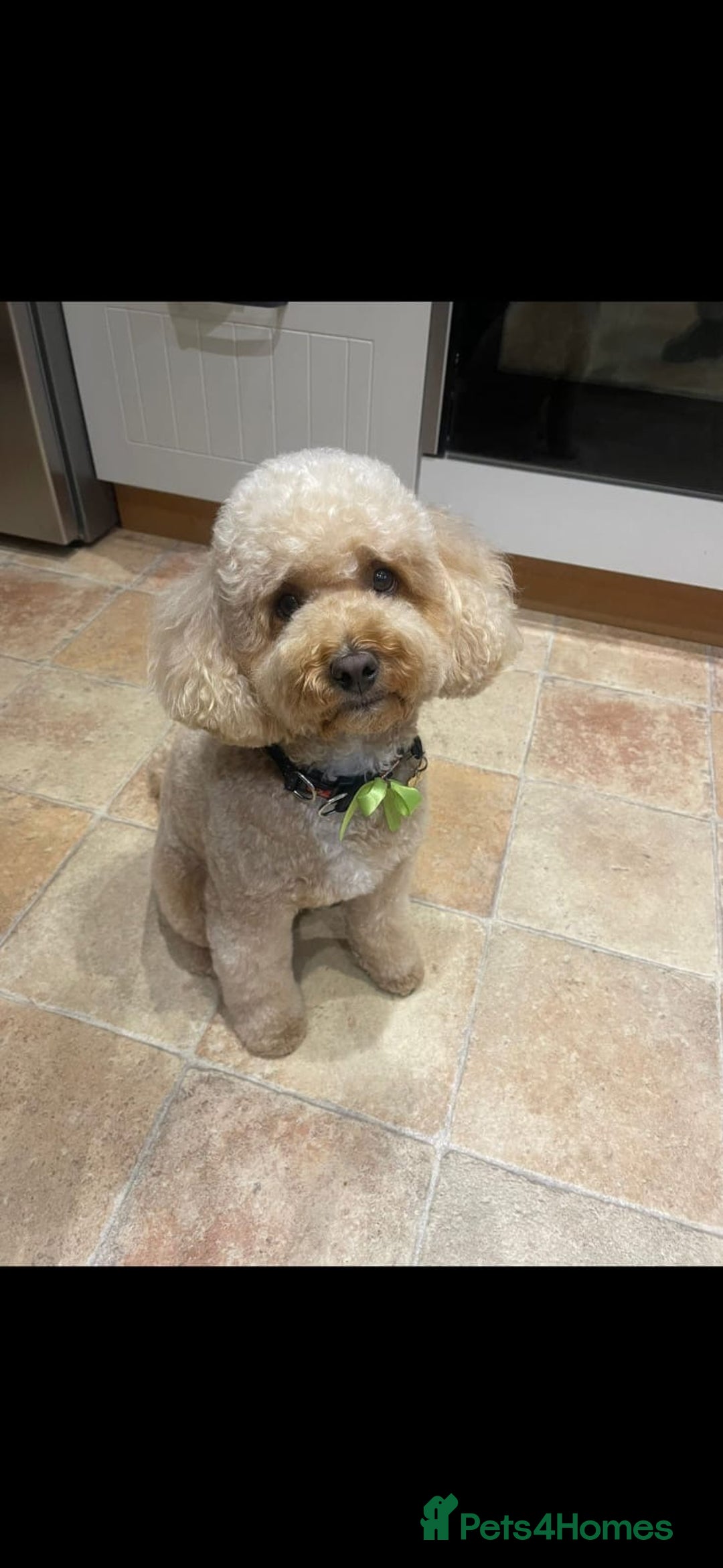 Miniature Poodle dogs for stud: Chocolate brown Miniature Poodle Stud - Advert 14