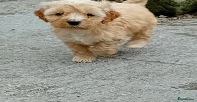 Cockapoo dogs - Advert 10