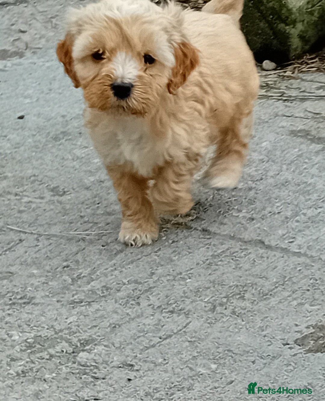 Cockapoo dogs for sale: Cockapoo pups  - Image 3