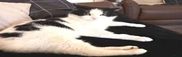 Mixed Breed cats for adoption: EDWIN - Advert 10