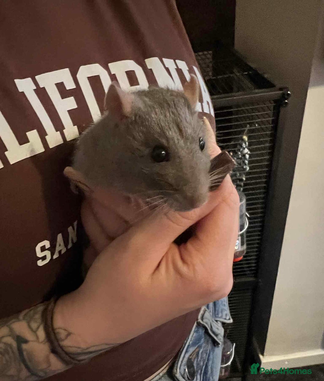 Rat rodents for sale: 2x Male Rats with Cage+carrier - Advert 4