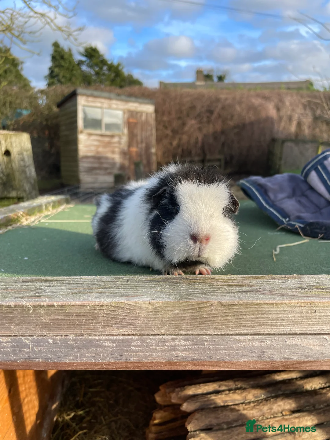 Guinea Pig rodents for sale: Girl guinea pigs looking for a loving home  - Advert 3