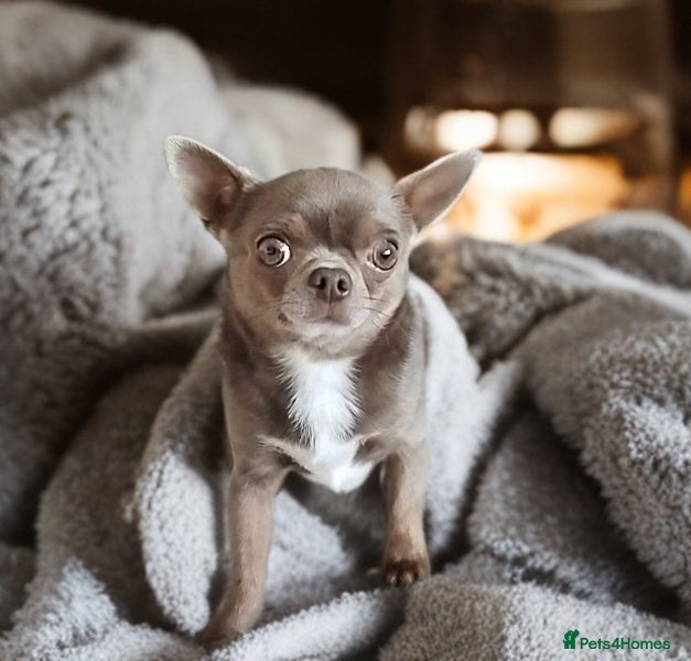 Chihuahua dogs KC reg-Health tested-PROVEN  - Advert 12