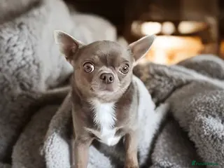 Chihuahua dogs KC reg-Health tested-PROVEN - Advert 12