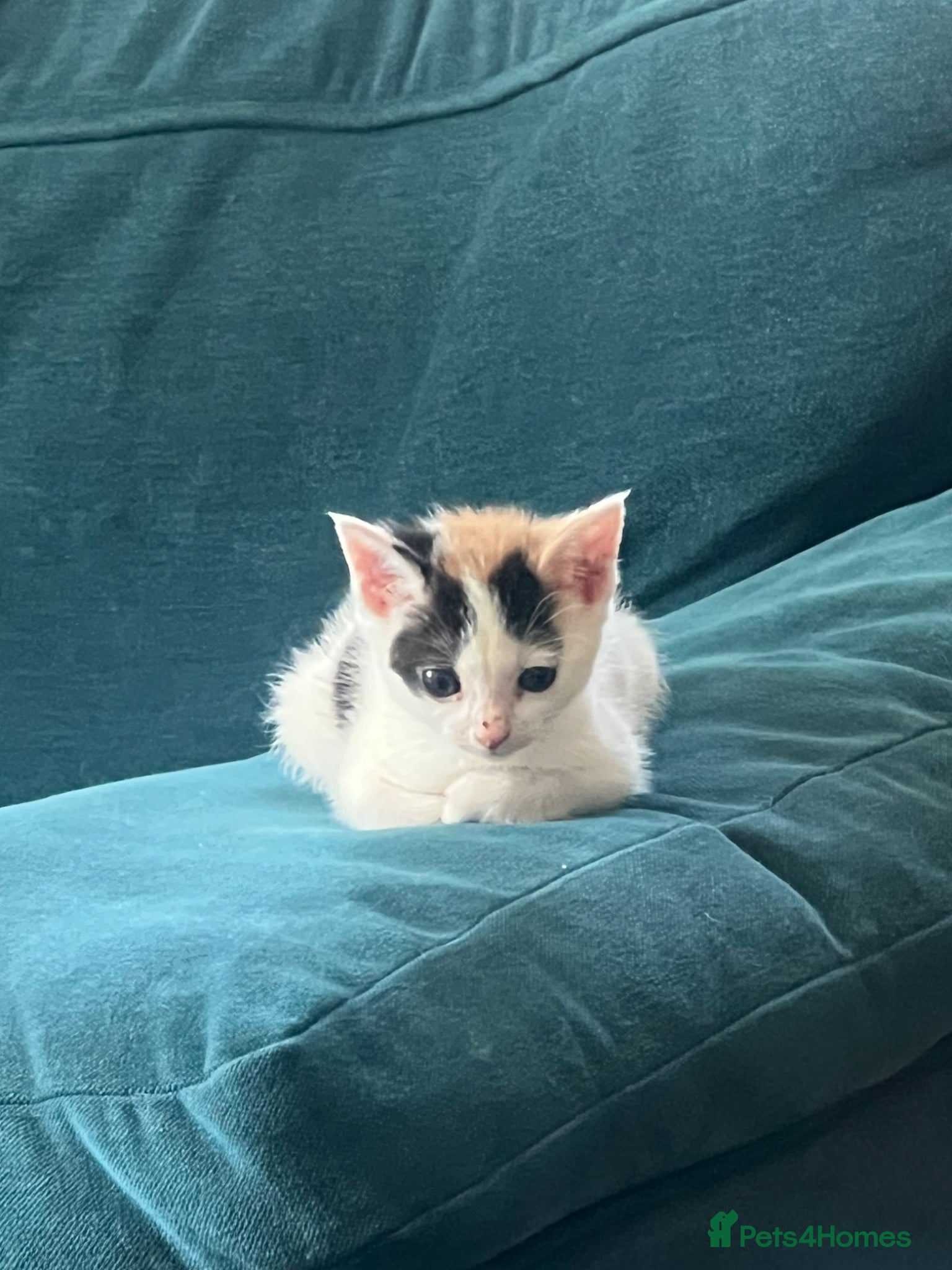 Mixed Breed Kitten 1