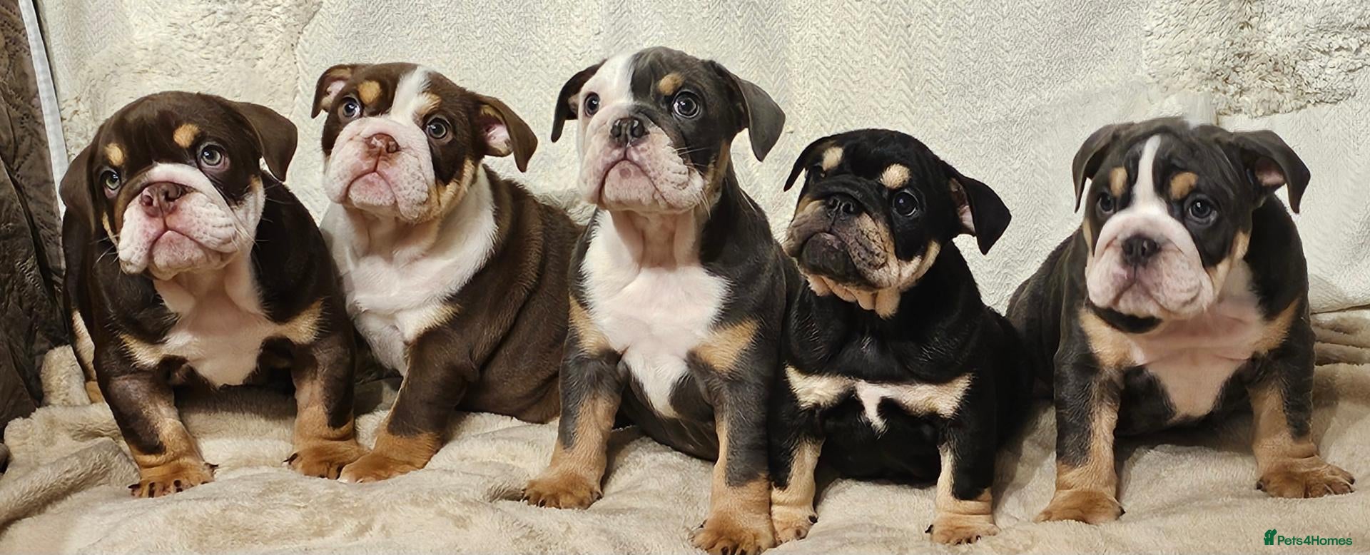 English Bulldog dogs Beautiful rainbow quality litter  - Advert 1