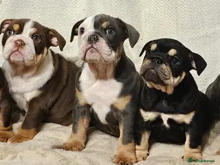 English Bulldog dogs Beautiful rainbow quality litter - Advert 1