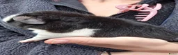 Guinea Pig rodents for sale: Teddy boys  - Advert 5