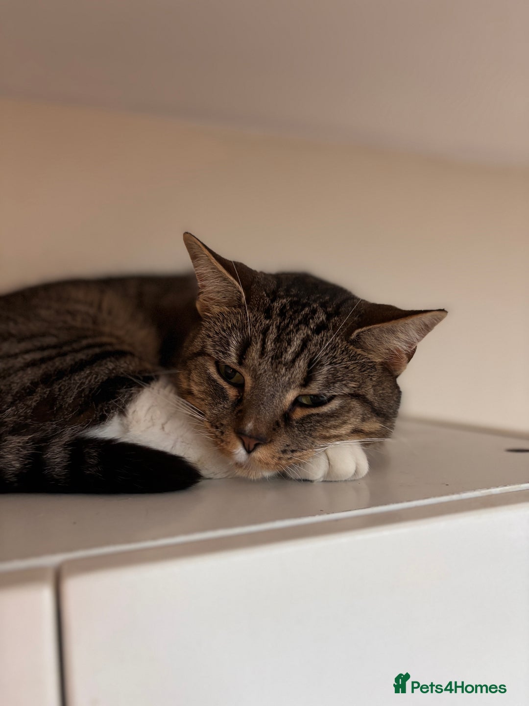 Mixed Breed cats for sale: Rehoming our lovely tabby cat Mika - Advert 7