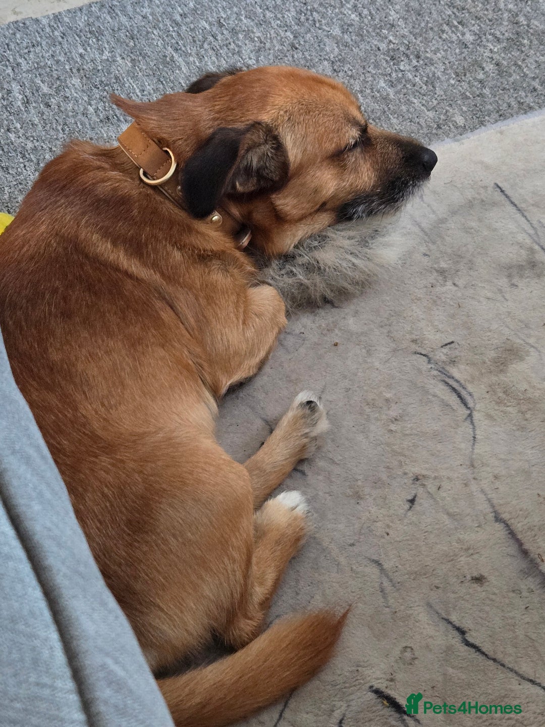 Jack Chi dogs for sale: Cooper - Advert 3