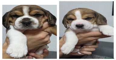 Beagle dogs Beautiful tri-colored puppies  - Advert 5