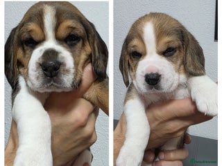 Beagle dogs Beautiful tri-colored puppies - Advert 2