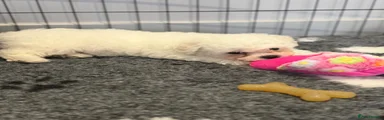 Bichon Frise Puppy 2