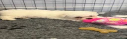 Bichon Frise dogs for sale: Exquisite KC Reg Bichon Frise Outstanding Pedigree - Advert 17