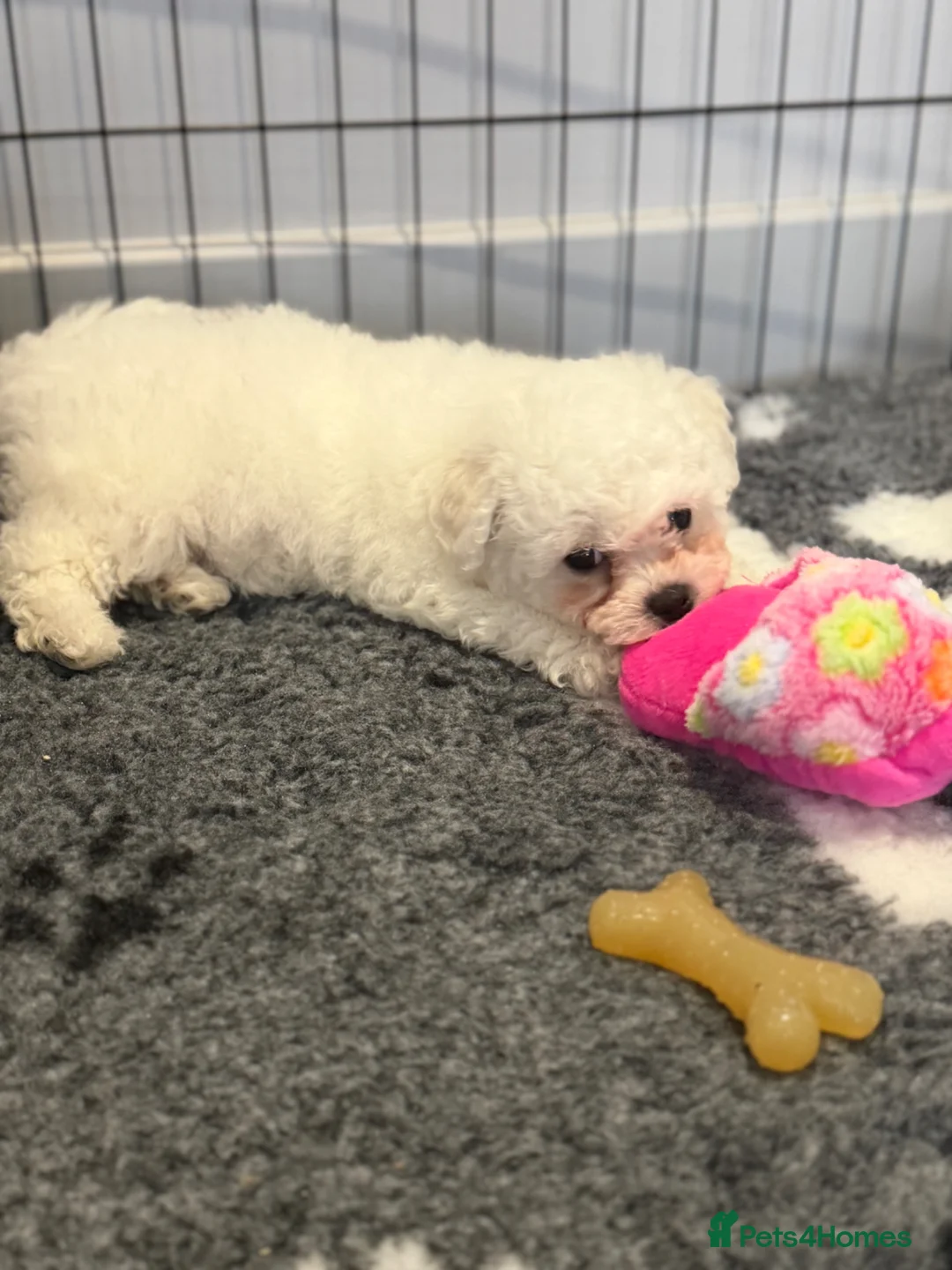 Bichon Frise dogs for sale: Exquisite KC Reg Bichon Frise Outstanding Pedigree - Advert 17