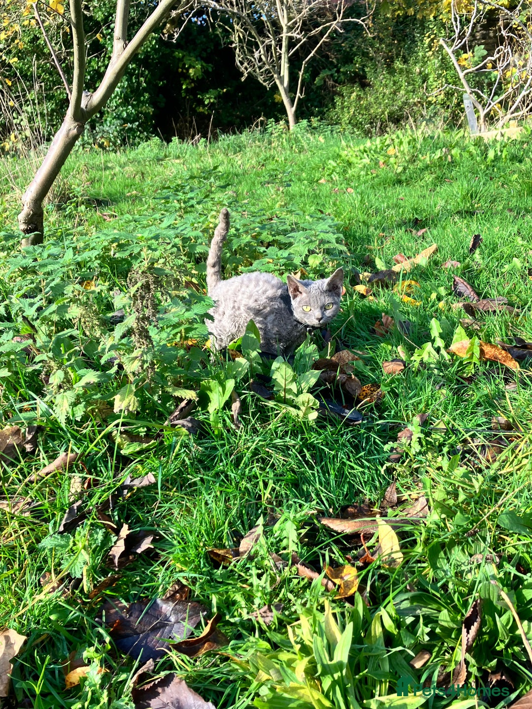 Devon Rex cats for sale: GCCF registered - Devon Rex Kittens - Advert 2