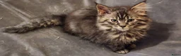 Maine Coon cats for sale: Pure Maine Coon kittens for sale - Advert 7